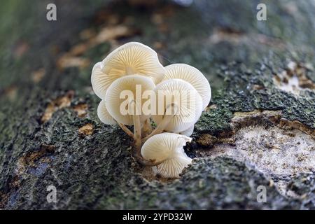 Coléoptère bave de hêtre (Mucidula mucida), Allemagne, Europe Banque D'Images