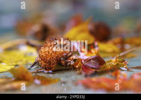 Noix de hêtre fruits du hêtre cuivré (Fagus sylvatica), Allemagne, Europe Banque D'Images