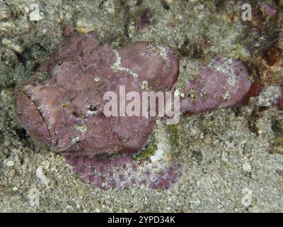 Un Scorpaenopsis diabolus (Scorpaenopsis diabolus) rose se camouflant sur le fond marin sablonneux, site de plongée de Pidada, Penyapangan, Bali, Indonésie, Asie Banque D'Images