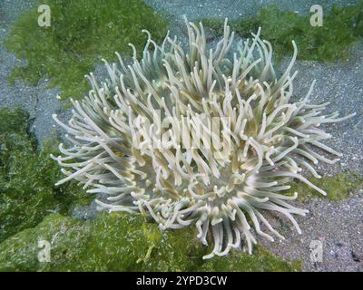 Une anémone de mer avec de longs tentacules blancs, anémone tire-bouchon (Macrodactyla doreensis), entourée d'algues vertes, site de plongée secret Bay, Gilimanuk, Bali Banque D'Images