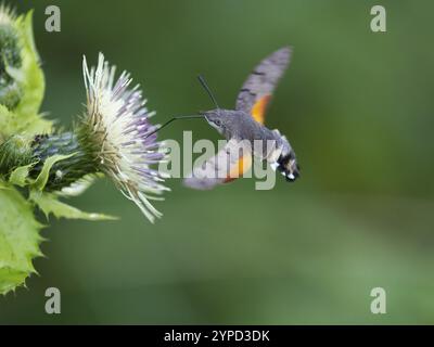 Teigne du faucon du colibri (Macroglossum stellatarum), se nourrissant du nectar d'une fleur de chardon des marais (palustre de Cirsium), comté de Hesse, Allemagne, Europe Banque D'Images