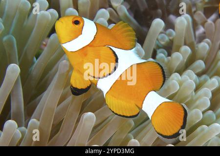 Un poisson clown orange et blanc Ocellaris (Amphiprion ocellaris) nageant dans une anémone de mer dans l'océan, site de plongée Coral Garden, Menjangan, Bali, Indone Banque D'Images