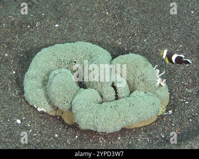 Un poisson-clown nage à côté d'une grande anémone ondulée de tapis de Haddon (Stichodactyla haddoni) sur le sable, site de plongée Puri Jati, Umeanyar, Bali, Indonésie, Asie Banque D'Images