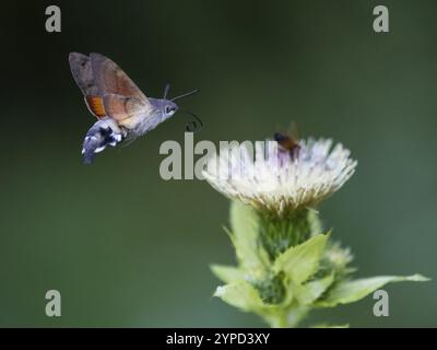 Teigne du faucon du colibri (Macroglossum stellatarum), se nourrissant du nectar d'une fleur de chardon des marais (palustre de Cirsium), comté de Hesse, Allemagne, Europe Banque D'Images