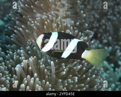 Un noir et blanc anémonefish Clark (Amphiprion clarkii) mélanistique, nageant près d'une anémone de mer dans la mer, site de plongée Twin Reef, Penyapangan, B. Banque D'Images