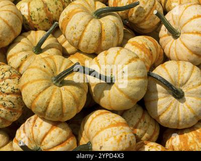 Plusieurs petites citrouilles rayées jaune-orange empilées les unes sur les autres, borken, muensterland, allemagne Banque D'Images