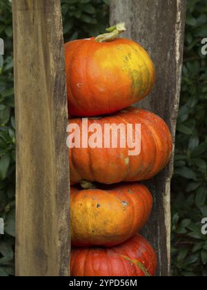 Citrouilles orange empilées entre poutres en bois rustiques, borken, muensterland, allemagne Banque D'Images