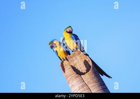 Couple de Macaw-Caninde sur le tronc du cocotier. C'est l'une des espèces emblématiques du cerrado brésilien et importante pour de nombreux indigènes Banque D'Images