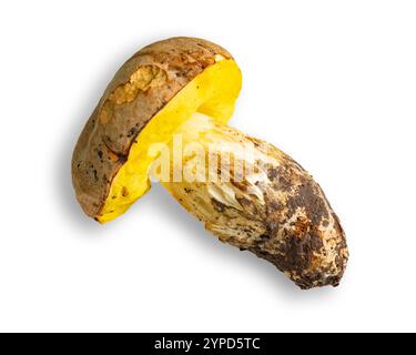 Champignon frais avec un chapeau jaune et de la terre sur la tige. Banque D'Images