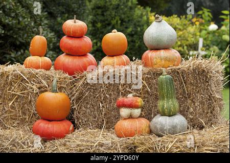 Citrouilles colorées empilées en pyramides sur des balles de paille à l'extérieur pour la décoration d'automne, borken, muensterland, allemagne Banque D'Images