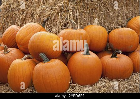 Citrouilles orange empilées sur fond de paille, borken, muensterland, allemagne Banque D'Images