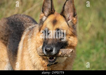 Gros plan d'un beau berger allemand alsacien (Canis lupus familiaris) Banque D'Images