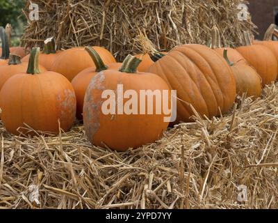 Citrouilles oranges sur un tas de paille dans un cadre automnal, borken, muensterland, allemagne Banque D'Images