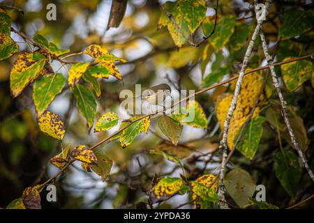 Kinglet couronné de rubis perché sur une branche du Whitaker Ponds nature Park à Portland, Oregon Banque D'Images