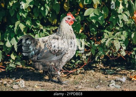 Poulet debout dans la végétation sur une cour de ferme. Aviculture, agriculture moderne. Production et culture de produits naturels. Noir alerte Banque D'Images