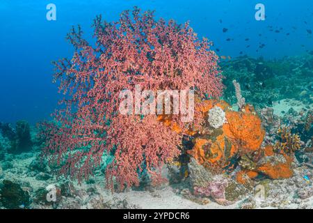 Fan de mer, Siphonogorgia godeffroyi, île de Lembeh est, Sulawesi Nord, Indonésie Banque D'Images