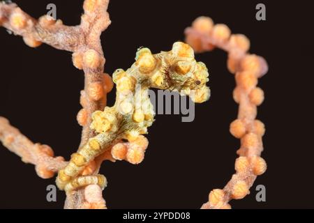 Hippocampe pygmée de Bargibant, hippocampe bargibanti, détroit de Lembeh, Sulawesi du Nord, Indonésie Banque D'Images