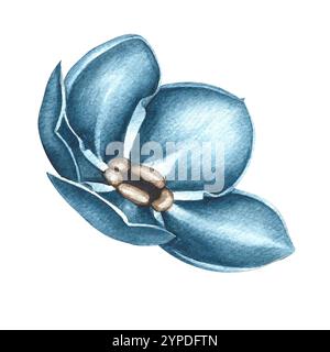 Oubliez-moi-pas de fleur. Une illustration d'aquarelle dessinée à la main. Isolez-le. La tête de fleur Myosotis est de couleur bleue. Pour les cartes de vœux et d'invitation, Banque D'Images
