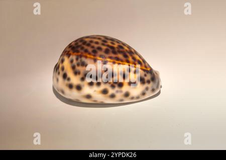 Coquille de cowrie de tigre (Chyprea tigris) Banque D'Images