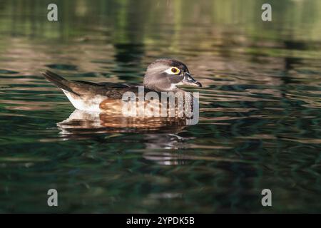 Femme Canard branchu (Aix sponsa) Banque D'Images