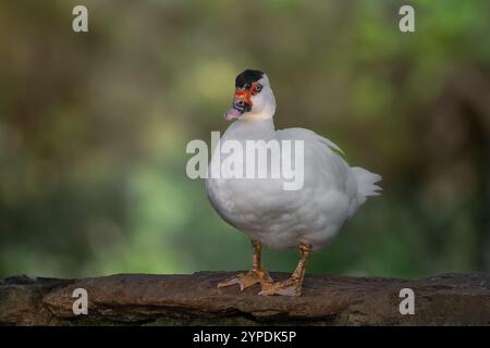 Canard domestique blanc de Barbarie (Cairina moschata) Banque D'Images