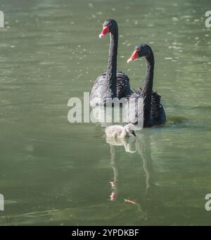 Famille Black Swan sur un lac (Cygnus atratus) Banque D'Images