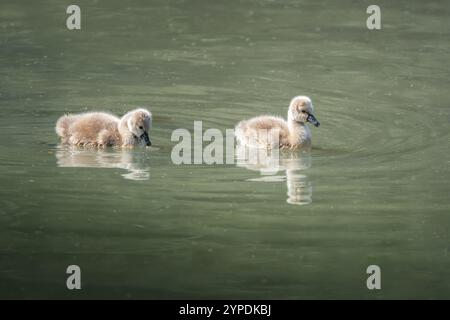 Cygnets cygnes noirs (Cygnus atratus) Banque D'Images