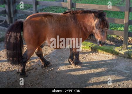 Poney - cheval miniature (Equus ferus caballus) Banque D'Images