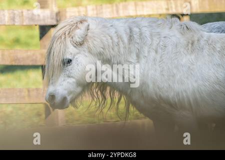 Poney blanc - cheval miniature (Equus ferus caballus) Banque D'Images