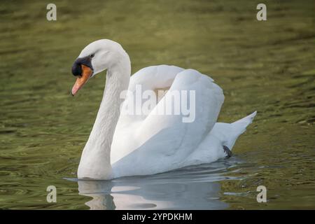 Cygne muet sur un lac (Cygnus olor) Banque D'Images
