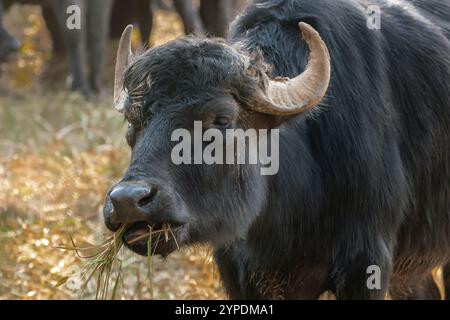 Buffles d'eau méditerranéens (Bubalus bubalis) Banque D'Images