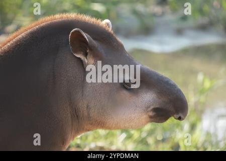Visage de tapir de plaine (Tapirus terrestris) Banque D'Images