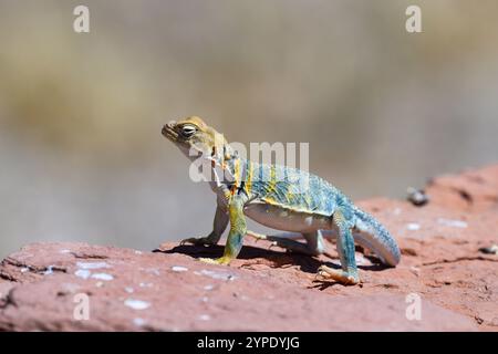 Lézard à col oriental (Crotaphytus collaris) sur roche rouge dans le sud de l'Utah Banque D'Images