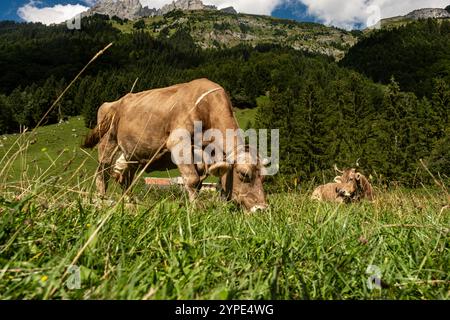 Vaches dans un champ de montagne. Vache aux alpes. Vache brune devant le paysage de montagne. Bétail sur un pâturage de montagne. Emplacement du village, Suisse. Vache à A. Banque D'Images