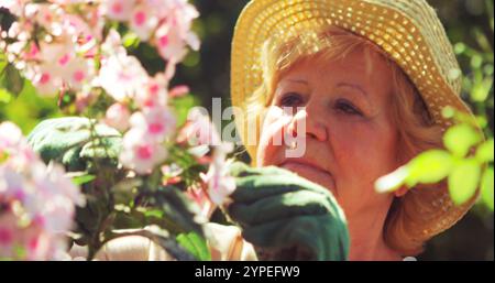 Femme senior taillant des fleurs dans le jardin par une journée ensoleillée Banque D'Images