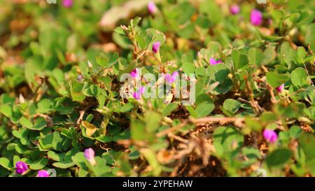 Gros plan de trèfles verts éclatants avec des fleurs roses délicates au soleil Banque D'Images