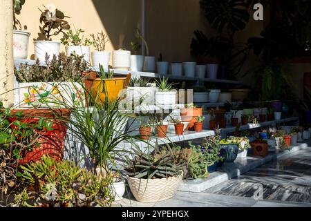 Arrangement ensoleillé de plantes succulentes en pot et de cactus sur un stand de plante en marbre Banque D'Images