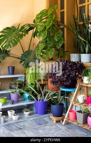 Exposition créative de plantes d'intérieur du jardin de la maison rempli de beaucoup de belles plantes d'intérieur, de cactus et de plantes succulentes dans des pots de différentes couleurs. Banque D'Images