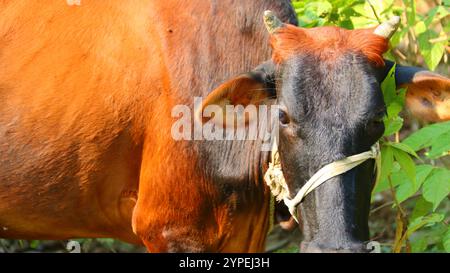 Vache brune pâturant dans un champ vert luxuriant un jour ensoleillé Banque D'Images