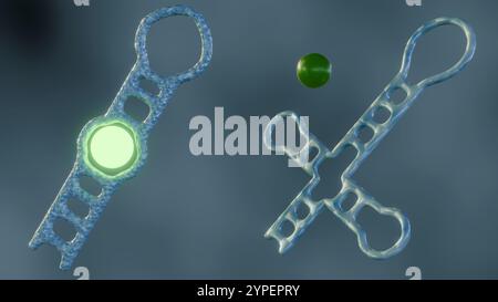 Les aptamères sont conçus pour se lier à l'analyte cible. Un fluorophore, une molécule qui émet de la lumière lorsqu'elle est excitée, est attaché à l'aptamère ; rendu 3D. Banque D'Images