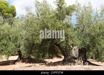 Oliviers avec des olives presque prêtes à être récoltées Banque D'Images