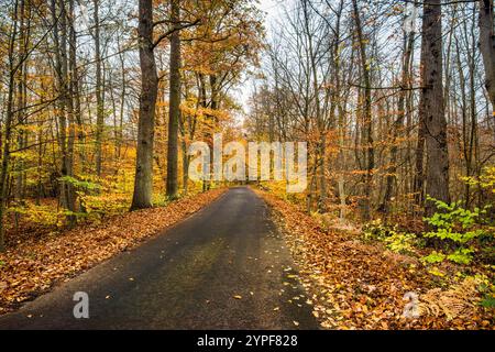 Route locale, hêtres, forêt de chênes dans la réserve naturelle d'Olszyny Niezgodzkie, parc paysager de la vallée de Barycz, automne, village de Niezgoda, basse-Silésie, Pologne Banque D'Images