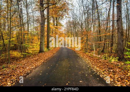 Route locale, hêtres, forêt de chênes dans la réserve naturelle d'Olszyny Niezgodzkie, parc paysager de la vallée de Barycz, automne, village de Niezgoda, basse-Silésie, Pologne Banque D'Images