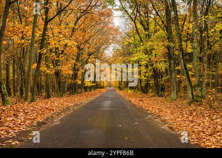 Route locale, hêtres, forêt de chênes dans la réserve naturelle d'Olszyny Niezgodzkie, parc paysager de la vallée de Barycz, automne, village de Niezgoda, basse-Silésie, Pologne Banque D'Images