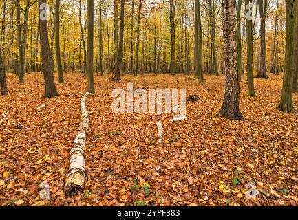 Forêt de hêtres et de chênes dans la réserve naturelle Olszyny Niezgodzkie, parc paysager de la vallée de Barycz, automne, près du village de Niezgoda, basse-Silésie, Pologne Banque D'Images