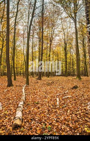 Forêt de hêtres et de chênes dans la réserve naturelle Olszyny Niezgodzkie, parc paysager de la vallée de Barycz, automne, près du village de Niezgoda, basse-Silésie, Pologne Banque D'Images