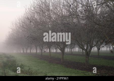 Noyer un matin d'automne brumeux dans la région de la Dordogne en France Banque D'Images