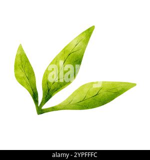 Feuilles d'aquarelle verte. Eléments floraux isolés. Banque D'Images