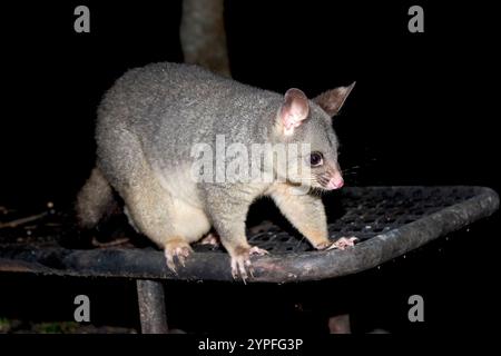 Les opossums sont des marsupiaux appartenant à l'ordre des Didelphimorphies dans l'hémisphère occidental. Les opossums sont des fossiles vivants et peuvent être datés de 23 millions d'années Banque D'Images