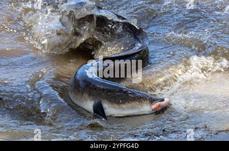 Les anguilles sont des poissons allongés à nageoires rayonnées appartenant à l'ordre des Anguilliformes . Principalement nocturnes et prédateurs le sang d'anguille est toxique pour les humains et d'autres mammifères Banque D'Images